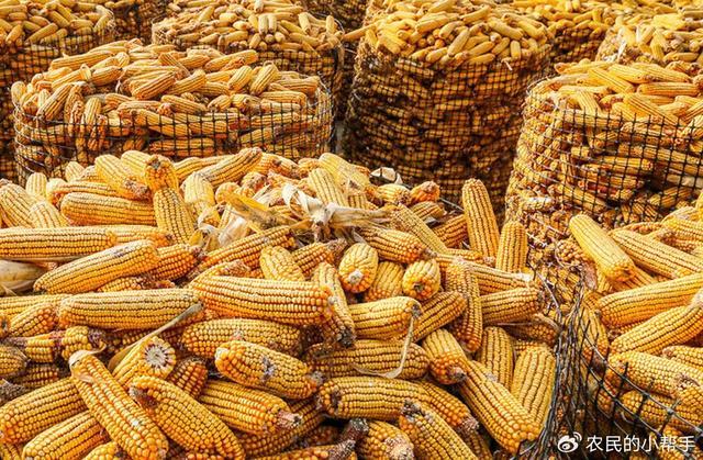 玉米涨价了？能回到1元/斤以上吗？