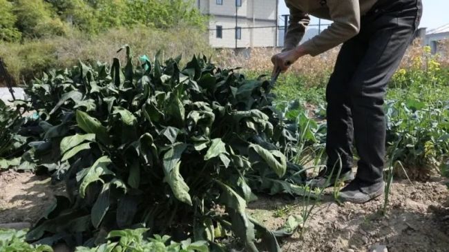 村民种出16多斤巨无霸菠菜 罕见体型引关注