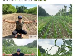 任达华在山东老家收完麦子又种玉米 静待秋收掰棒子！（图）