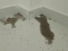 河南极端高温 蚊子都被热死了 具体详细真相曝光！