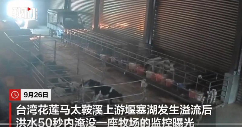 监控曝光！台湾120头牛被大水冲进太平洋 
